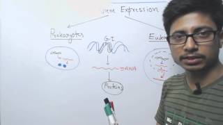 Difference between Prokaryotic and Eukaryotic Gene Expression [upl. by Ehrenberg]