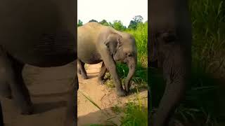 wildanimalsafari viralshort animals elephant [upl. by Aronle]