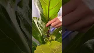 Cutting plants for new growth plants beautiful soilpot soiltypes farming propagation edit [upl. by Ellenhoj]