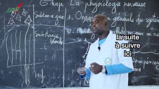 Cours  Terminale  SVT  La Physiologie nerveuse suite 3 [upl. by Kaye]