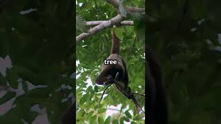 Mist Walker The Majestic Brown Woolly Monkey [upl. by Oznole]