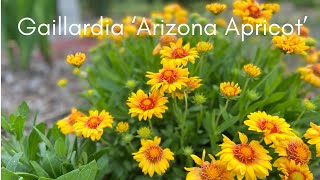 Gaillardia ‘Arizona Apricot’ Blanket Flower [upl. by Peednama]