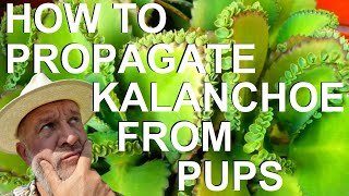 How to Propagate Grow Kalanchoe Bryophyllum from Pups or Plantlets  Mother of Thousands Millions [upl. by Colene]