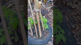 The beefsteak tomatoes are growing great in the recycled tire [upl. by Enyamart]