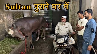 Sultan ko uske purane ghar lekar gaye  old house sultan  BullRiderVlogs [upl. by Ahk230]