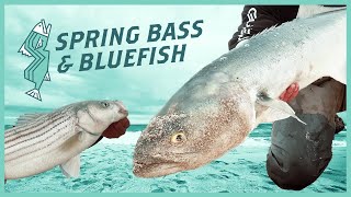 Big Bluefish and Bass From The Springtime Surf  NJ Saltwater Fishing [upl. by Beisel]