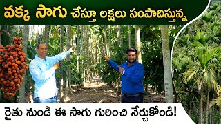 Areca Nut Farming In Telugu  వక్క సాగుతో అధిక లాభాలు  Plantation  Betel Nut Farming ffreedomapp [upl. by Yendic]