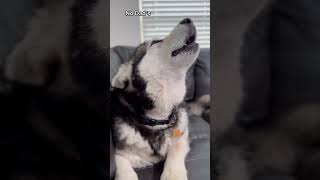 Giant Huskies Wouldn’t Stop Howling husky alaskanmalamute [upl. by Eylsel88]