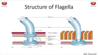 Chemotaxis flagella and types of motility [upl. by Eatnwahs204]