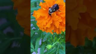 Bee watching backyard nectar flowers marigoldplant [upl. by Atrim]