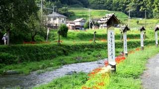 脇田温泉俳句の道の彼岸花2016 [upl. by Annibo]