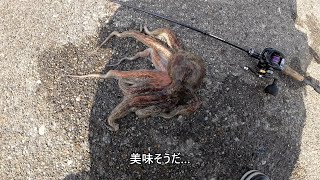 【茨城釣り】アジとタコが釣れました。 [upl. by Akirahc]