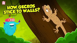 How do Geckos Stick to Walls  What is Electronegativity  Superpower of Geckos  Dr Binocs Show [upl. by Asemaj]