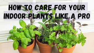 😲 Indoor Plant Care Everything You Need to Know [upl. by Lune]