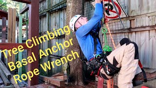 Tree Climbing Basal Anchor SRT Rope Wrench and Rope Walking Ascending amp Trimming Tree [upl. by Nelyak817]