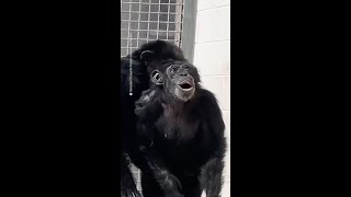 Heartwarming Moment Chimpanzees First Glimpse of the Open Sky [upl. by Erdrich]