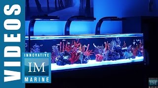 Innovative Marine NUVO SR Series 60 80 amp 120 Gallon Aquarium [upl. by Elvera]