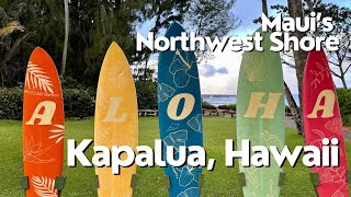 Ultimate Whale Watching Tour  Exploring Kapalua  Maui USA [upl. by Cherida]