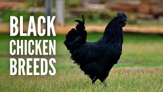 15 Black Chicken Breeds That You Will Surely Like [upl. by Lewiss48]