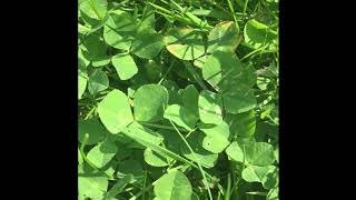 Identifying the UKs White clover Trifolium repens [upl. by Brackett]