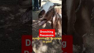 Drenching pneumonia in goat dyspneadifficulty in respiration animalsgoat  veterinary medicine [upl. by Assilem]