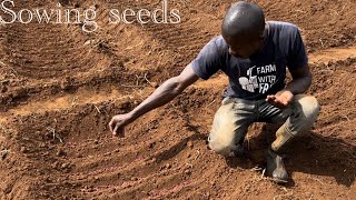 Mastering Capsicum Seed Sowing with Furrow Irrigation and Mulching Techniques DIY viral [upl. by Thevenot]