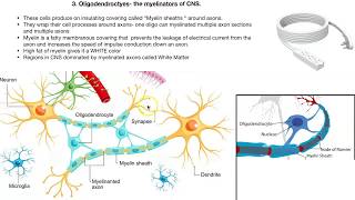 Neuroglia cells [upl. by O'Donoghue]