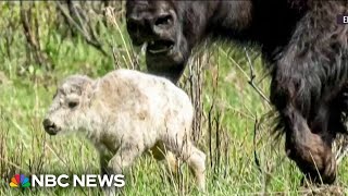 Celebration of rare white bison birth in Yellowstone comes with a warning [upl. by Cochran447]