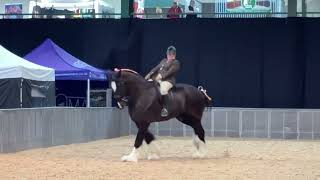 ShireHorseSociety horses shire heavyhorse Stafford county show 2024 ridden and in hand [upl. by Dylan]