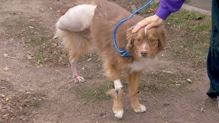 Sweet Dog Learns to Live on Three Legs [upl. by Alleyne275]