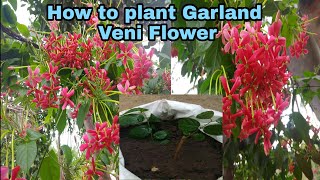 How To Grow Pink Jasmine Vine Jasminum Polyanthum  Joy Us Garden [upl. by Asirralc]