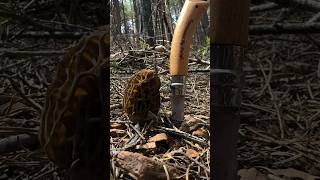 Everyone’s Favorite Spring Foraging Game Is that a morel [upl. by Alemap342]