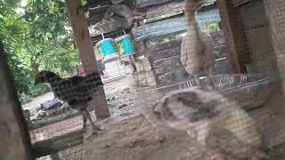 Melihat perkembangan anak ayam hari ke 7 [upl. by Basir]