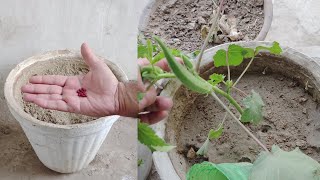 okra plant growing bhindi ugane ka sahi tarika [upl. by Secilu925]