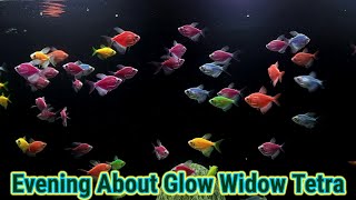 Glow Widow Tetra Care guide [upl. by Elitnahc665]