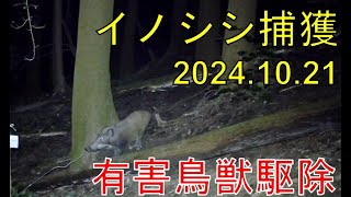 【狩猟】有害鳥獣駆除 イノシシ くくり罠 捕獲 20241021 [upl. by Stewardson]