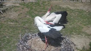 BirdMania  WebCam1 [upl. by Iffar278]