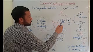 Résumé  limmunité spécifique ou acquise  المناعة النوعية أو المكتسبة [upl. by Niveb]