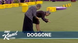 The Westminster Dog Show Without Dogs [upl. by Ainek]