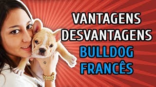 VANTAGENS E DESVANTAGENS DO BULLDOG FRANCÊS [upl. by Nalra901]