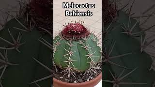 melocactus мелокактус [upl. by Imeon]