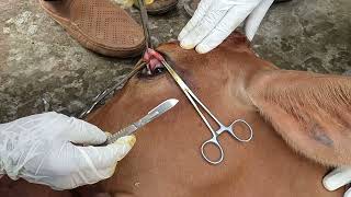 Dermoid Cyst Operation in a Local Calf  Dr Enamul Haque  01932051373  Bangladesh [upl. by Harald321]