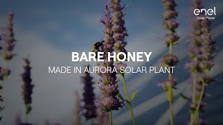 Minnesota Bees Bare Honey  The community around EGP Aurora solar farm [upl. by Oremodlab7]