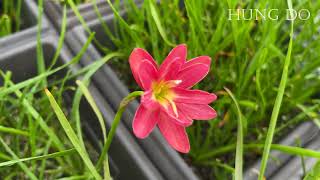 HD208 Hybrid Flower [upl. by Akcirehs565]