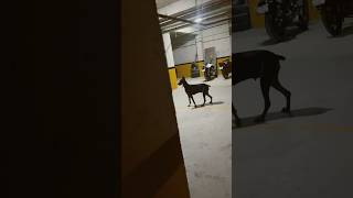 Otoparkta Doberman kovaladı 😱 dog doberman köpek [upl. by Eadith]