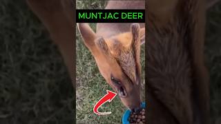 Muntjac Deer  Alien Deer [upl. by Savart481]