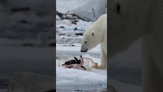 Polar bears brave rescue of injured penguin trapped in plastic bottle touches hearts [upl. by Chow214]