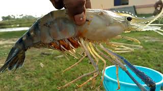 Macrobrachium rosenbergii  Live prawn [upl. by Rodablas]