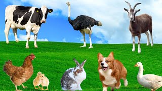 Farm Animal Food  Goat Cow Chicken Dog Ostrich  Familiar Animals [upl. by Laenaj]