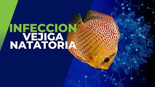 Infección de Vejiga Natatoria en Peces Disco [upl. by Innes]